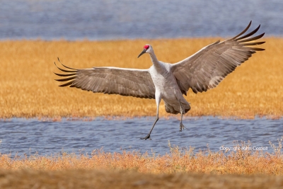 Flying-Bird;Grus-canadensis;Photography;Sandhill-Crane;action;active;aloft;behav